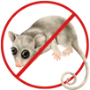 Possum Removal Brighton